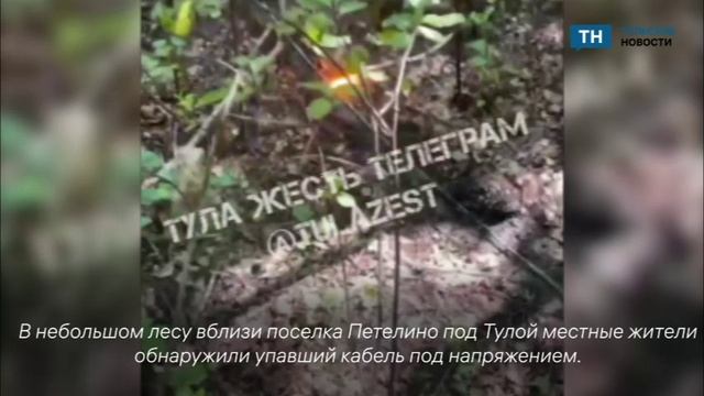 В Тульской области упавший кабель под напряжением убил несколько диких животных.