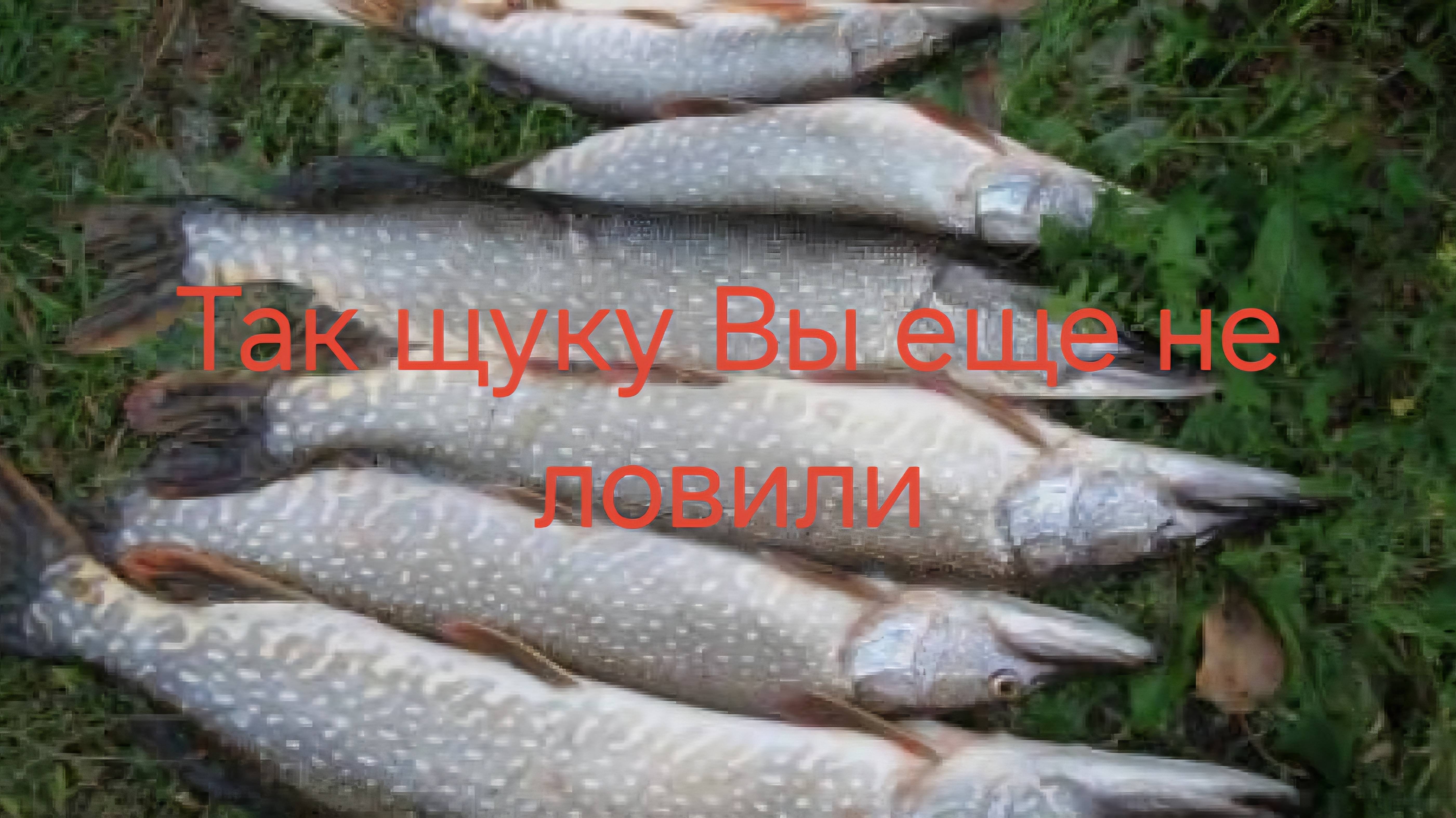 Рыбалка на крупную щуку и досадный сход.
