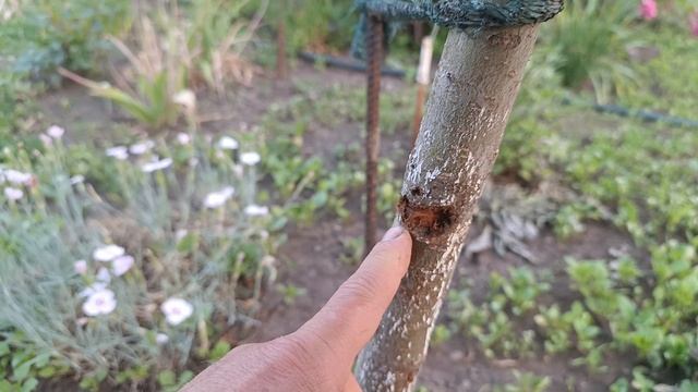 Древоточец пахучий в дереве. Что делать.