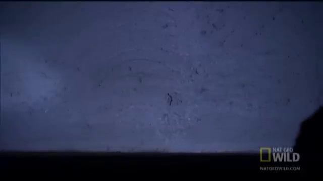Venomous Cane Toads | Nat Geo Wild