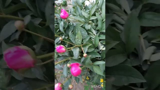 Соловьи и красота природы Беларуси от Елены Панкратович. Мир Универсологии