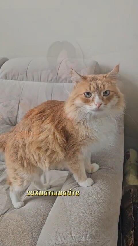 🐱🐕Пыжик и Маруся запускают ленту знакомств❤️. Присылайте свои фото и видео. На людей, оказавших...