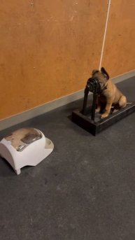 🐕Привыкание к наморднику - важный этап в подготовке бельгийского малинуа к служебной работе