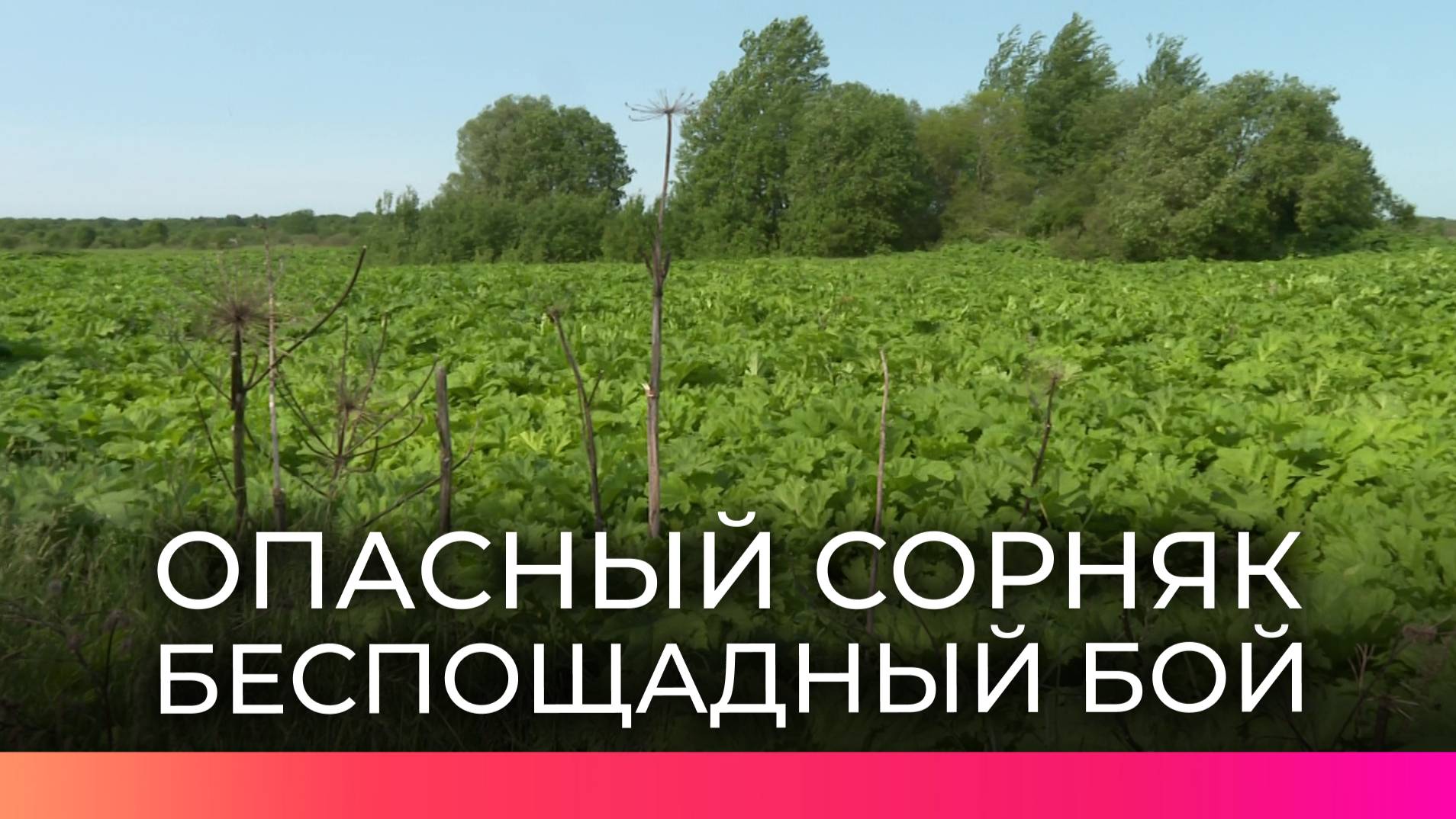 На борьбу с опасным сорняком вышло Бронницкое поселение