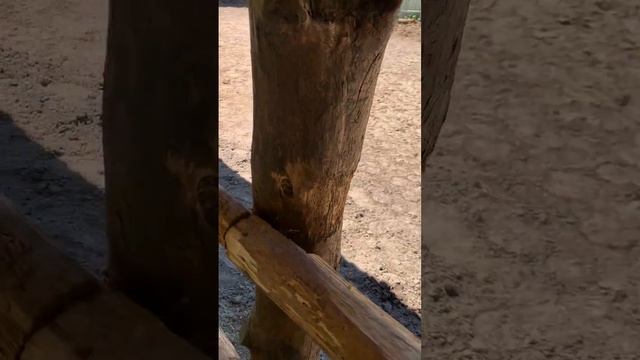 КРАСАВЕЦ ЖЕРЕБЕЦ ИЗ КОННОГО КЛУБА «АЛЛЮР»🥰
Бор, Нижегородская область, Май 2025