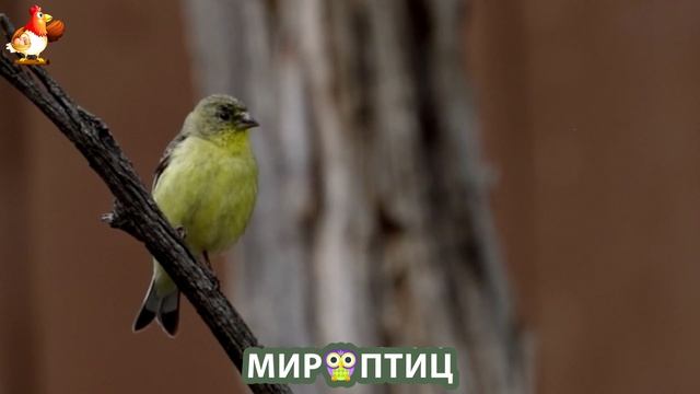 Мир птиц – красота и грация пернатых созданий Природы 🦩🦚🦜 Выпуск (185) 🦉🐦🐤
