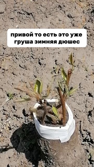 Авантюрная прививка. Как прививать деревья в саду