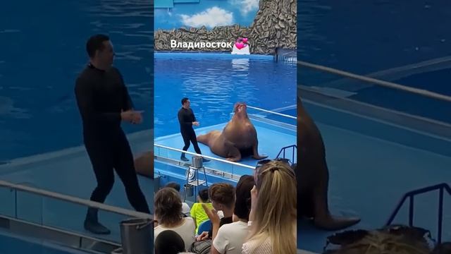 Удивительный Морж Миша и легендарная _Смуглянка_ в Приморском океанариуме ❤