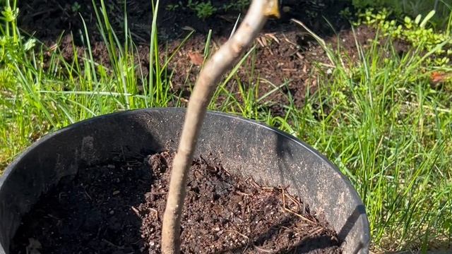 Наконец в Карелию пришло лето