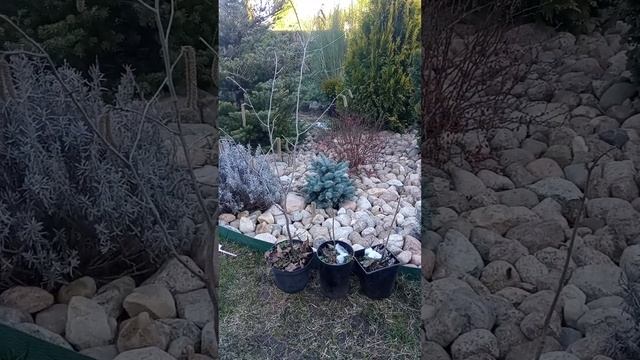 Как отличить сеянцы фундука от саженцев полученных от
