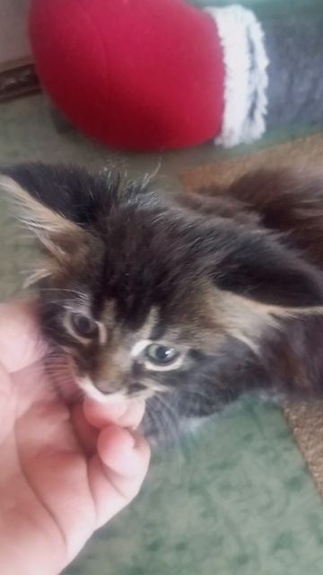 Котята