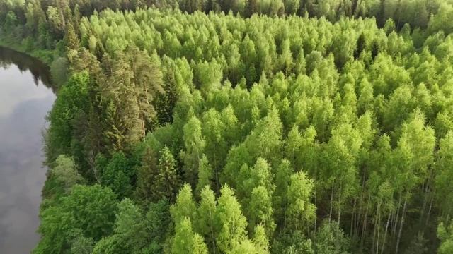 Пение птиц + живые пейзажи: Полное погружение в природу