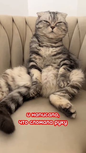 смешной котик