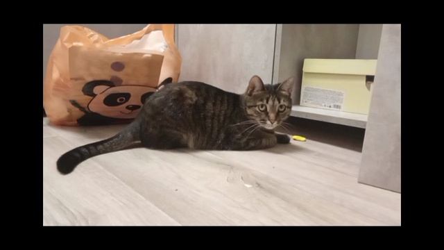 оценка моих видео с кошкой