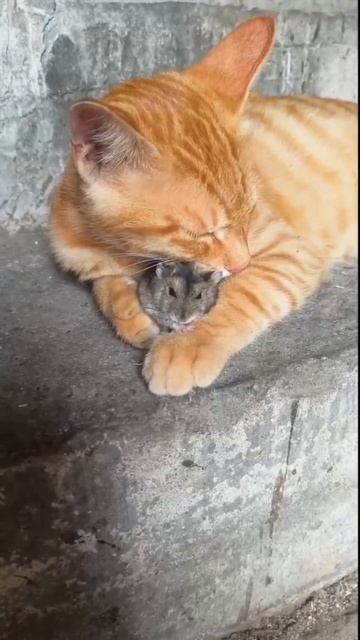 VID_20250605_140211_989.mp4