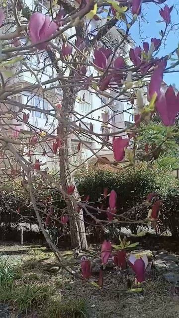 Весна в Сочи,25 марта.#сочи #влог #сад #цветы #весна#