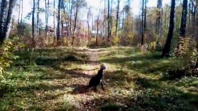 Джерри в лесу - видео в память о Друге!