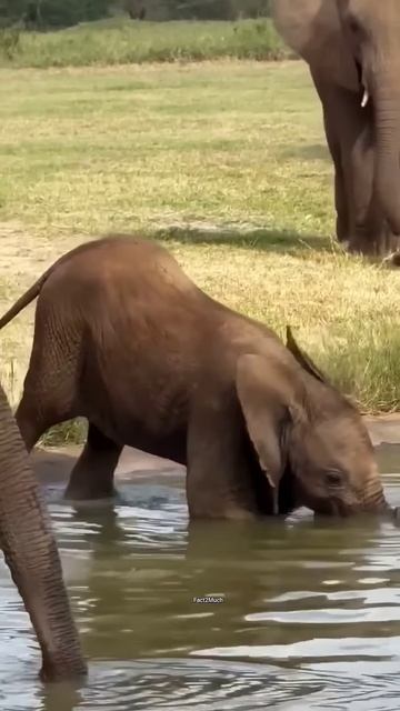 cute hathi ka nak #shortsvideo