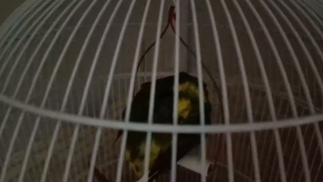 VID-20250605-WA0204.mp4