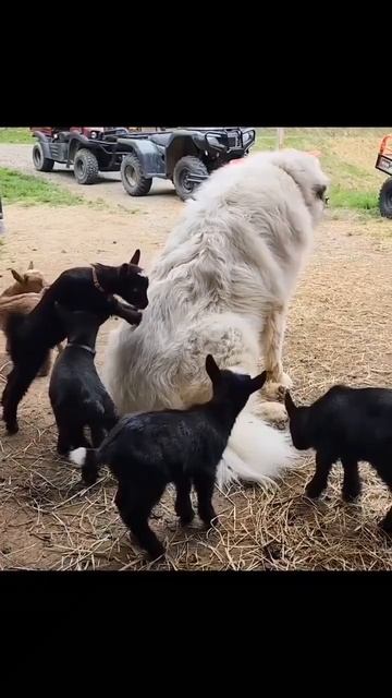 Терпеливому собакену положена медаль 🏅🤗🤩🐕