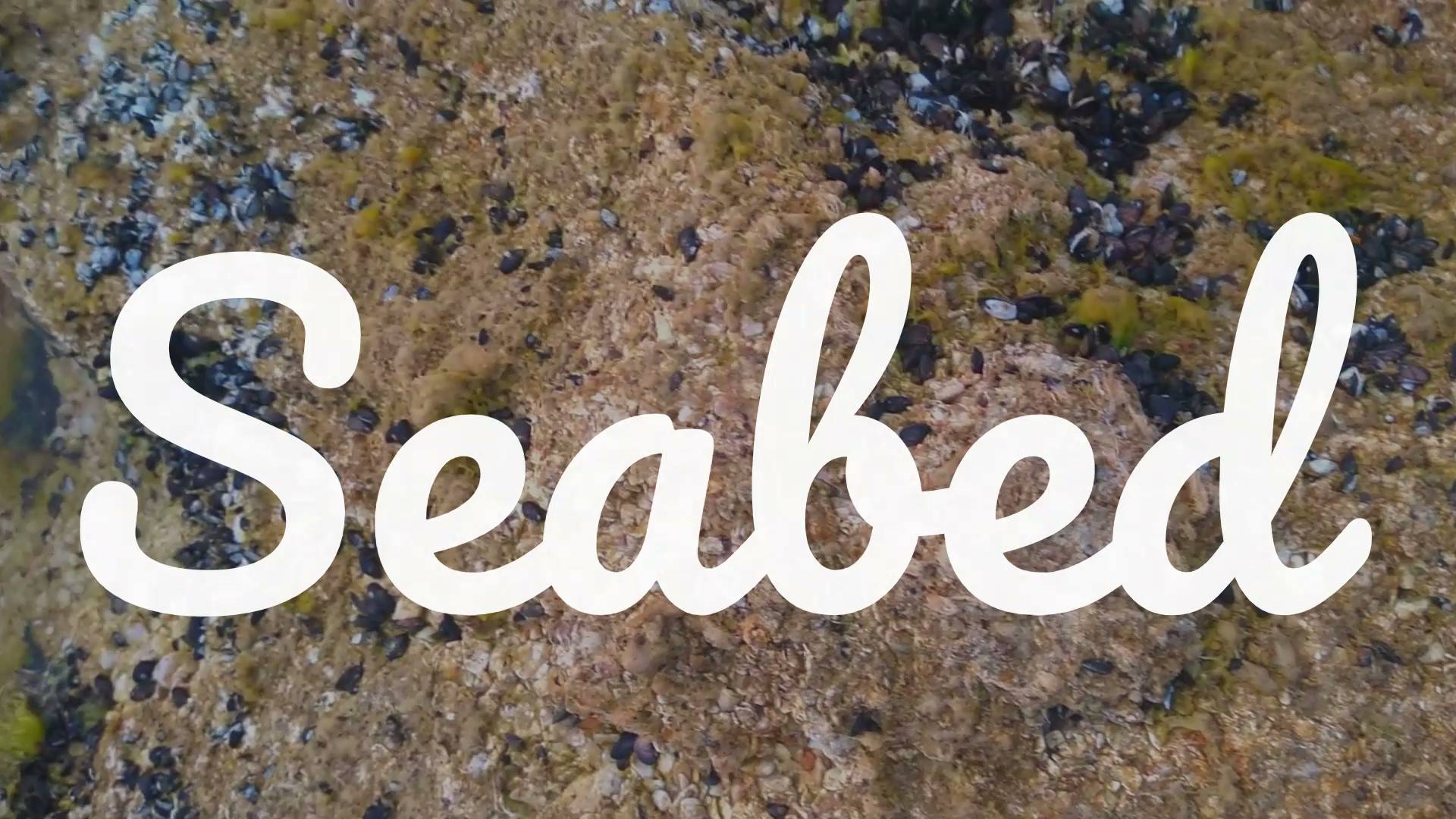 Seabed