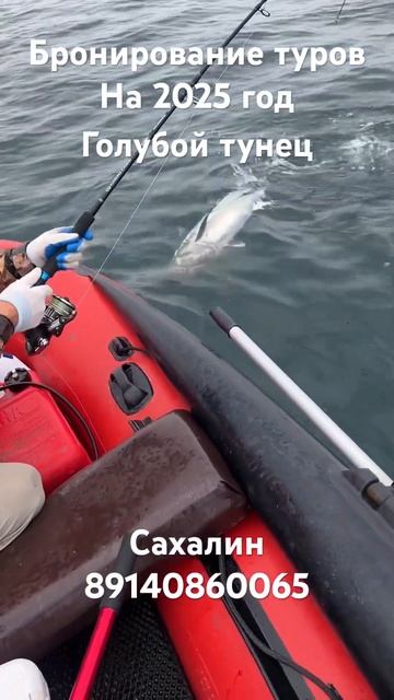 Ловим огромную рыбу #сахалин #туризм #рыбалка #fishing #tuna