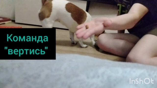 Команда "вертись"