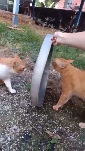 Забавные котики  - # 17 2025 год