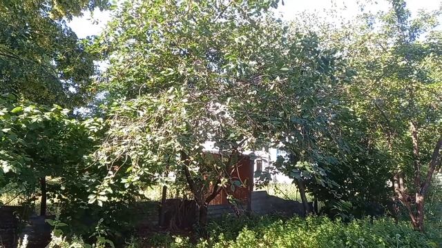 05-06-2025 Началось утро в деревне.Наши новости