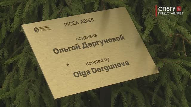 Новости СПбГУ: Торжественное открытие новой еловой аллеи выпускников в ВШМ СПбГУ