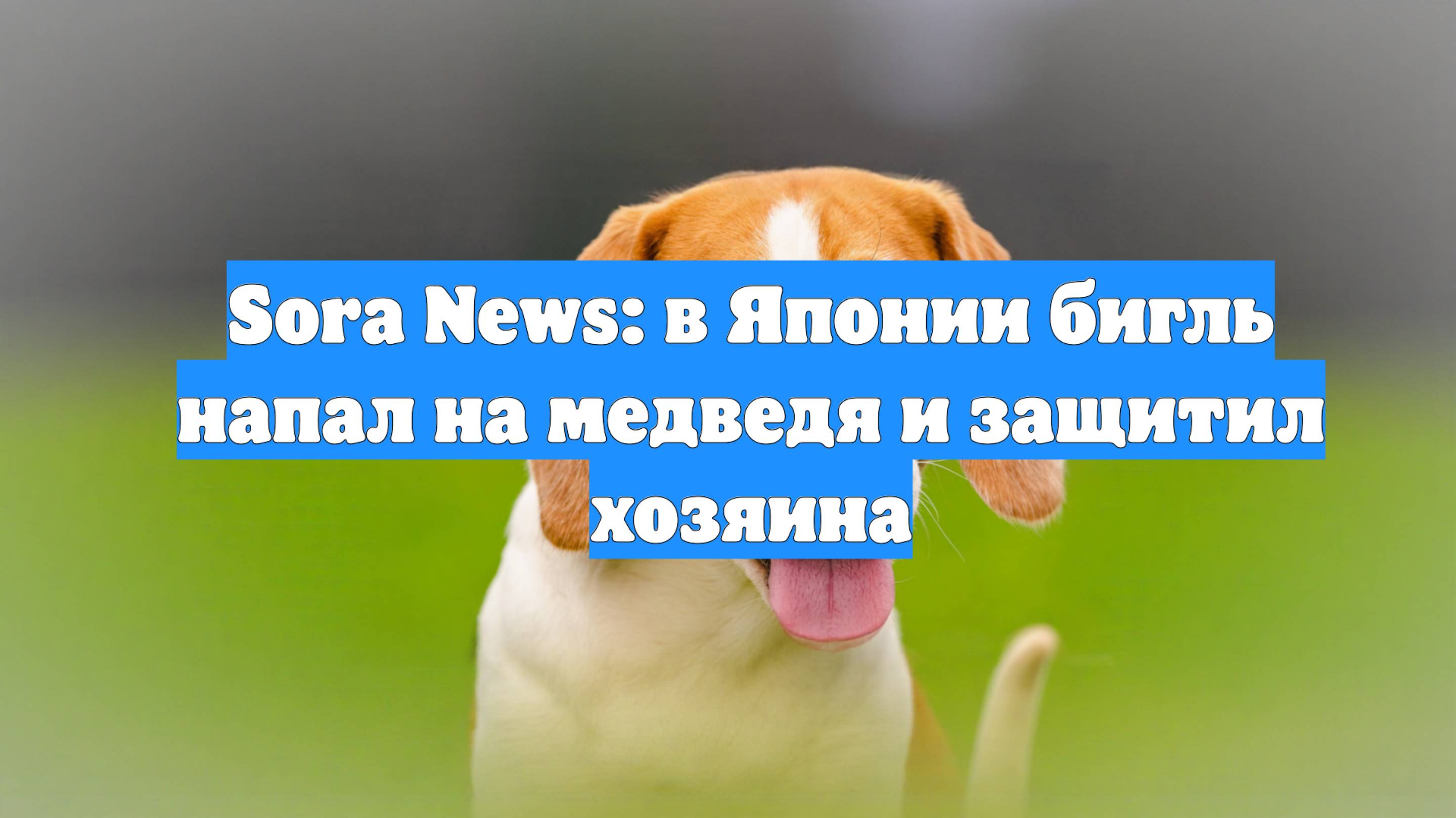 Sora News: в Японии бигль напал на медведя и защитил хозяина