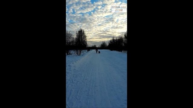 Запрягаем австралийского хиллера/Harnessing Cattle dog