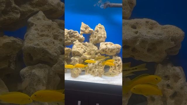 video_2025-06-05_18-22-51