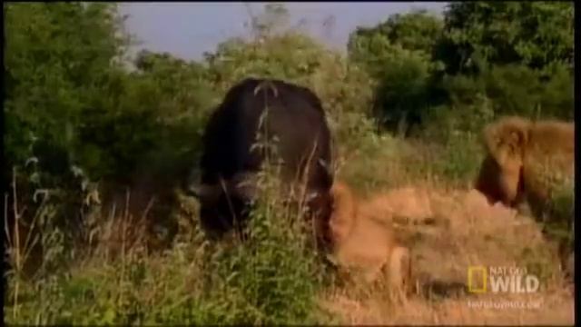 Claws of Fury | Nat Geo Wild