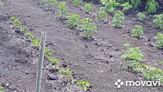 После ливня и урагана