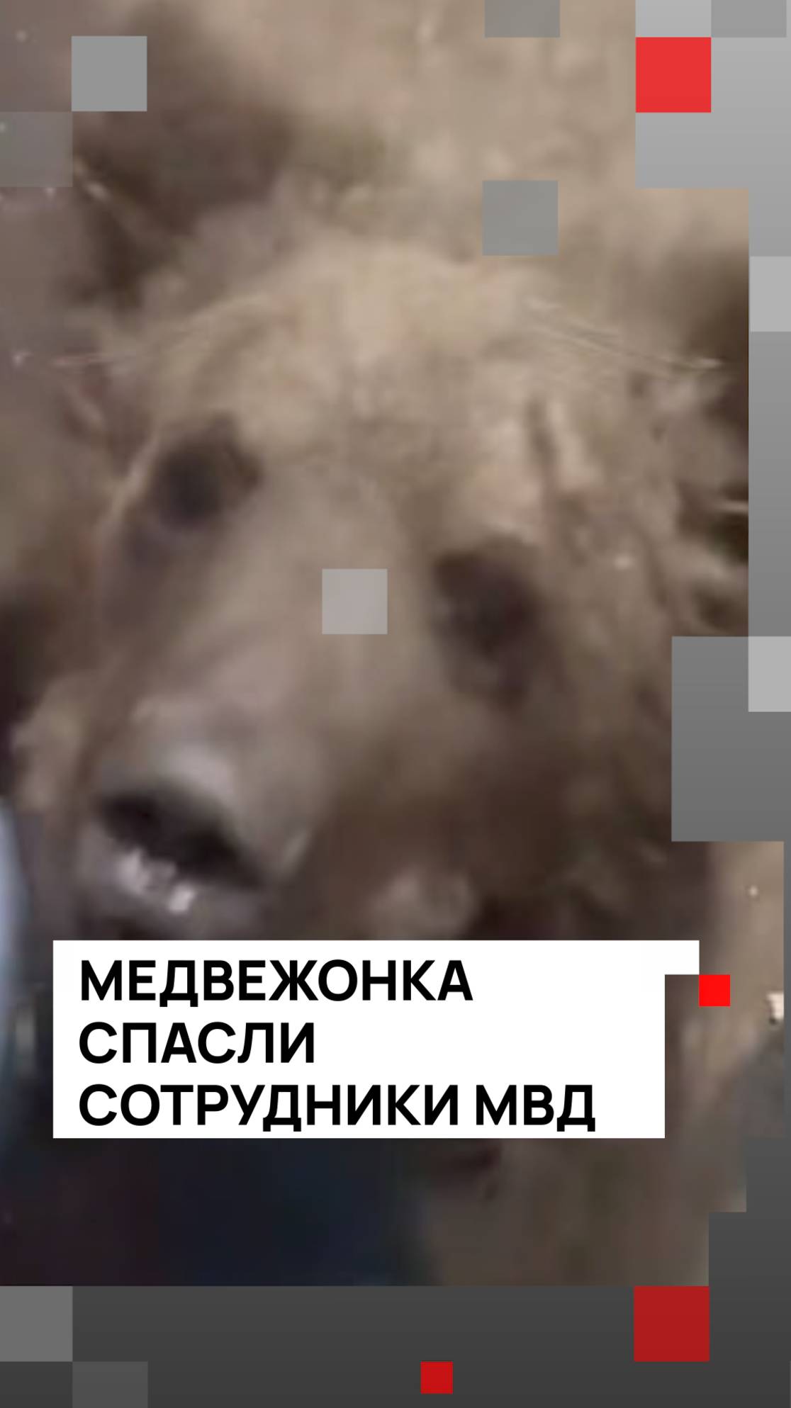 Медвежонка спасли сотрудники МВД