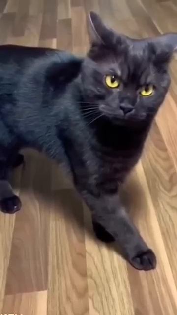 Показал кота ветеринару -кот хороший (2025 год)