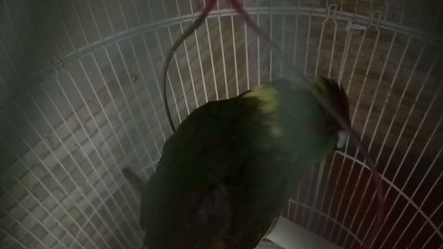 VID-20250605-WA0205.mp4