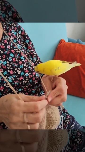 Маленькая помощница 🦜🤩❤️