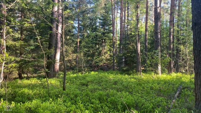 Марафон Природы 5 день.