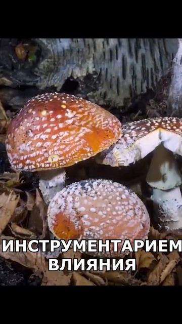 ДОФАМИН | ГАЙД ПО ДОФАМИНУ | КАК ПОЧУВСТВОВАТЬ ДОФАМИН? | МОТИВАЦИЯ И ДРАЙВ  #андрей_арбенин