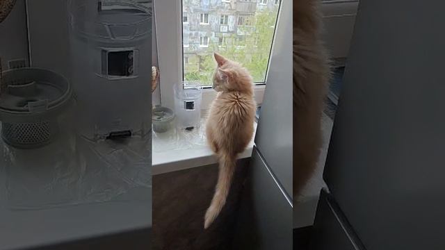 мои маленькие