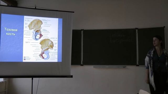 7.11.13 Анатомия человека - Синева И.М. часть 2