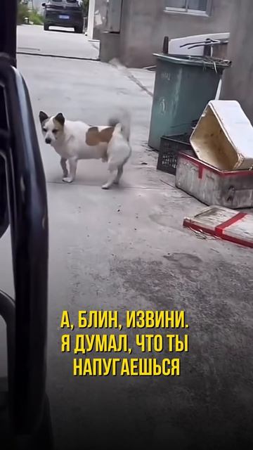 блин даже не напугался