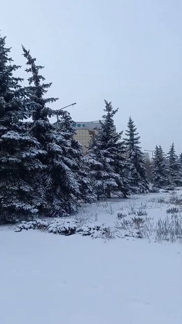 По Бухар-Жырау, справа голубые ели присыпаны снегом, а