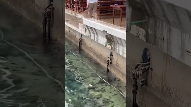 Спасение кота из воды - 2024 год