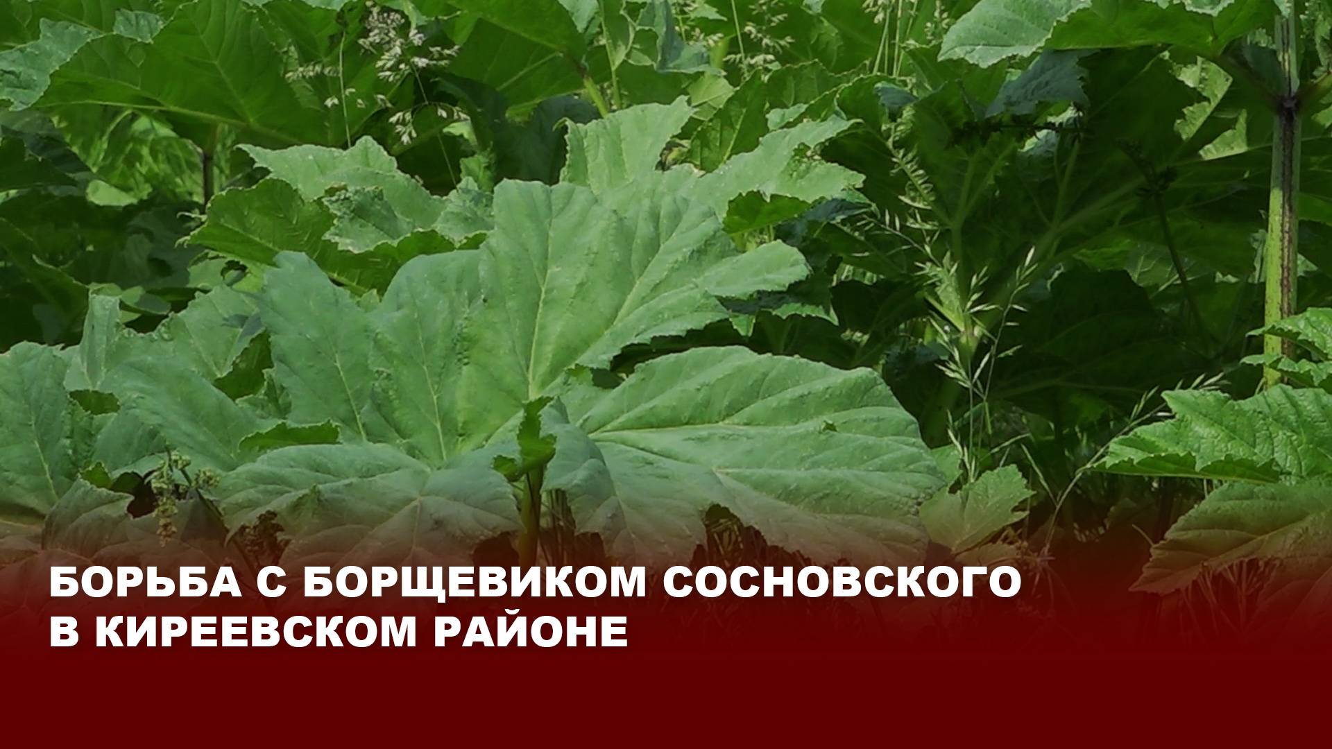 Борьба с борщевиком Сосновского в Киреевском районе
