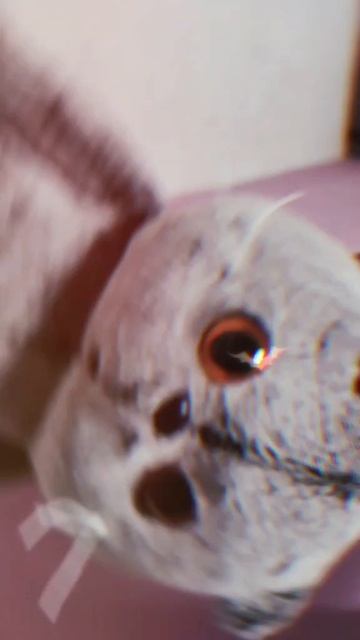 Ещё один видосик и тут Мирон супер пупер крутой😎😝