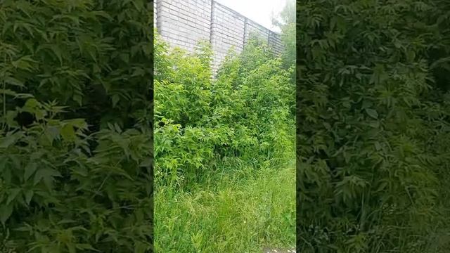 Состояние Почты России в малиновом крае. Канадский клен победил малину.