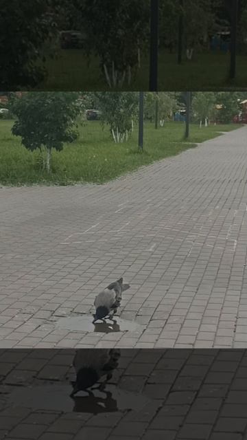 Братья Наши Меньшие